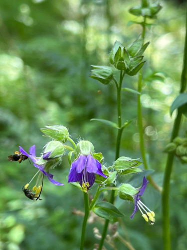 Polemonium vanbruntiae
