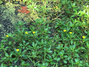 Pennsylvania iMapinvasive Newsletter Cover